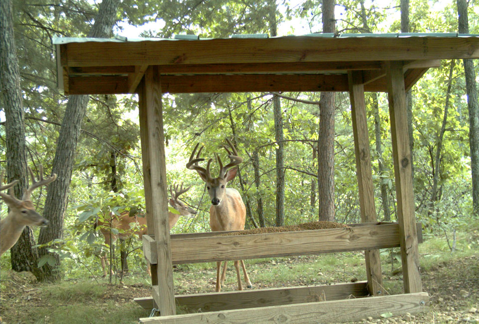 deer at supplemental feeder