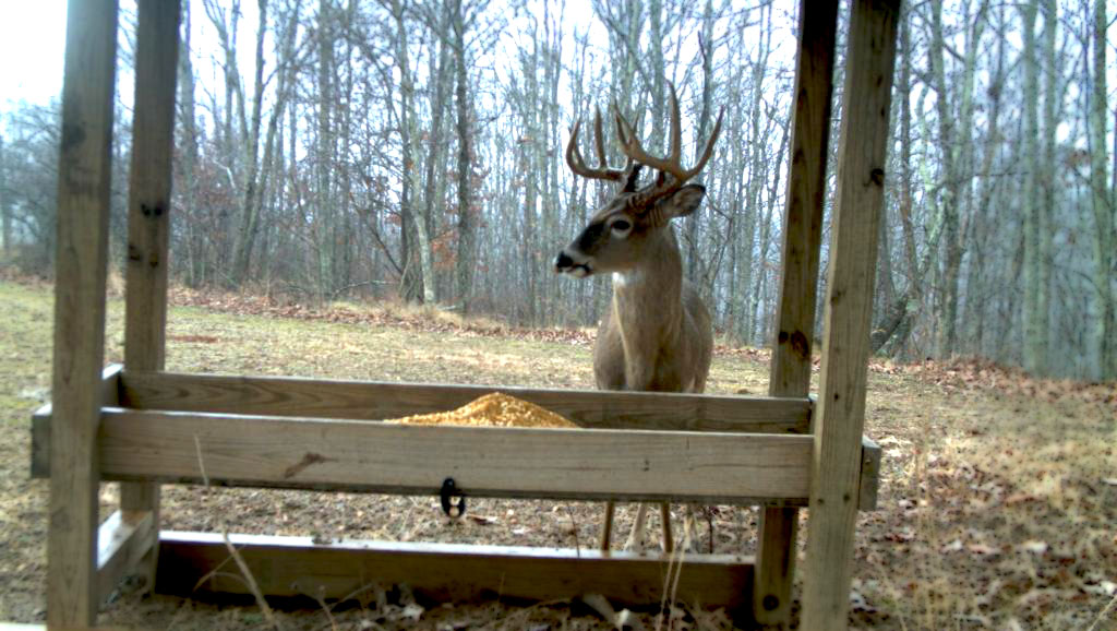 deer supplemental feeder