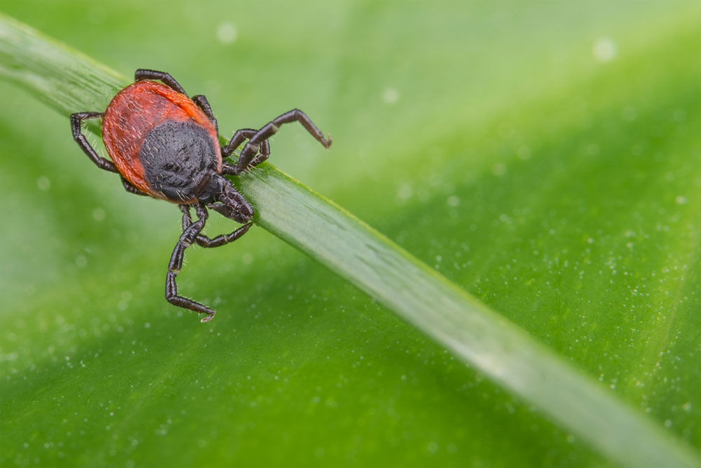 deer tick