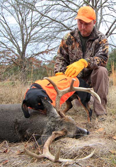 deer tracking dog