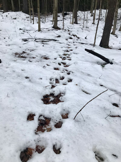 deer tracks in snow