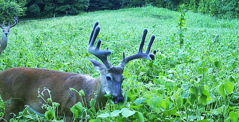 deer in food plot trail camera