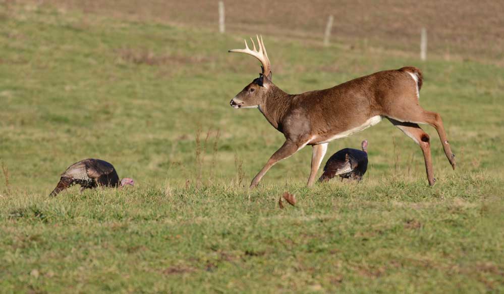 deer and turkeys in clover