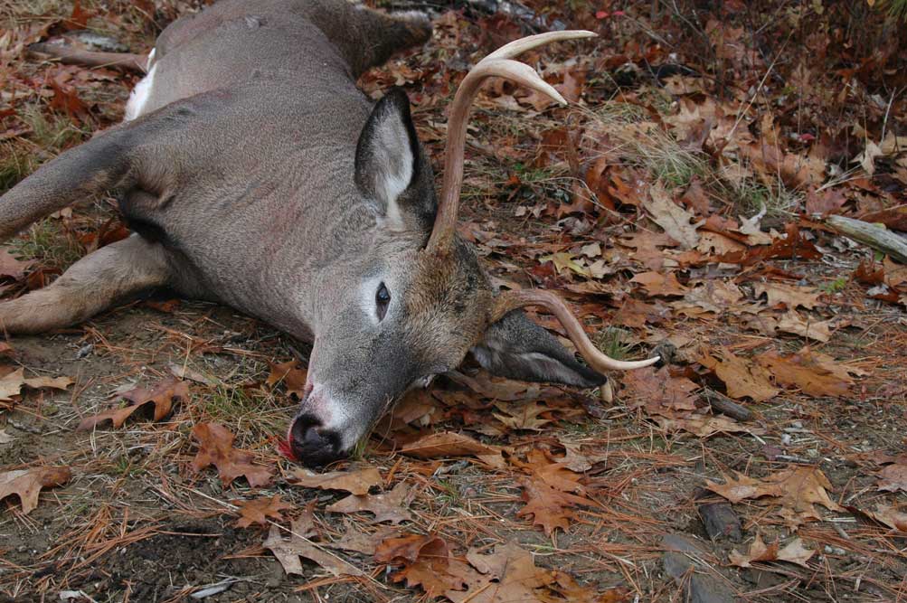 deer with one spike antler