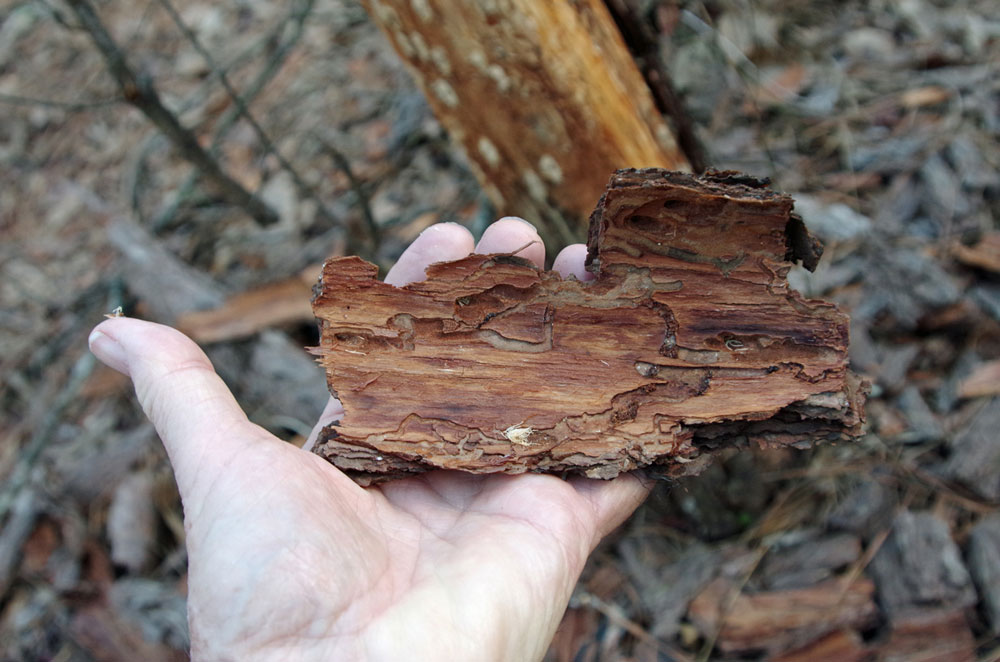 pine bark beetle pattern in bark