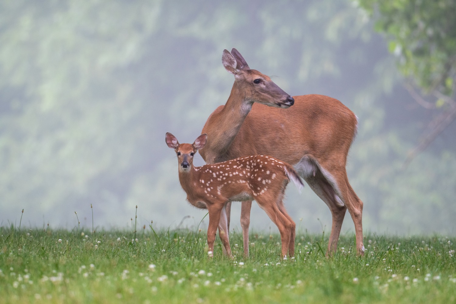 doe and fawn