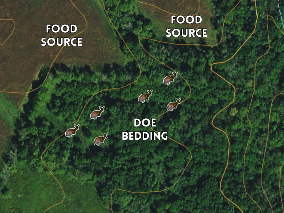 doe bedding areas