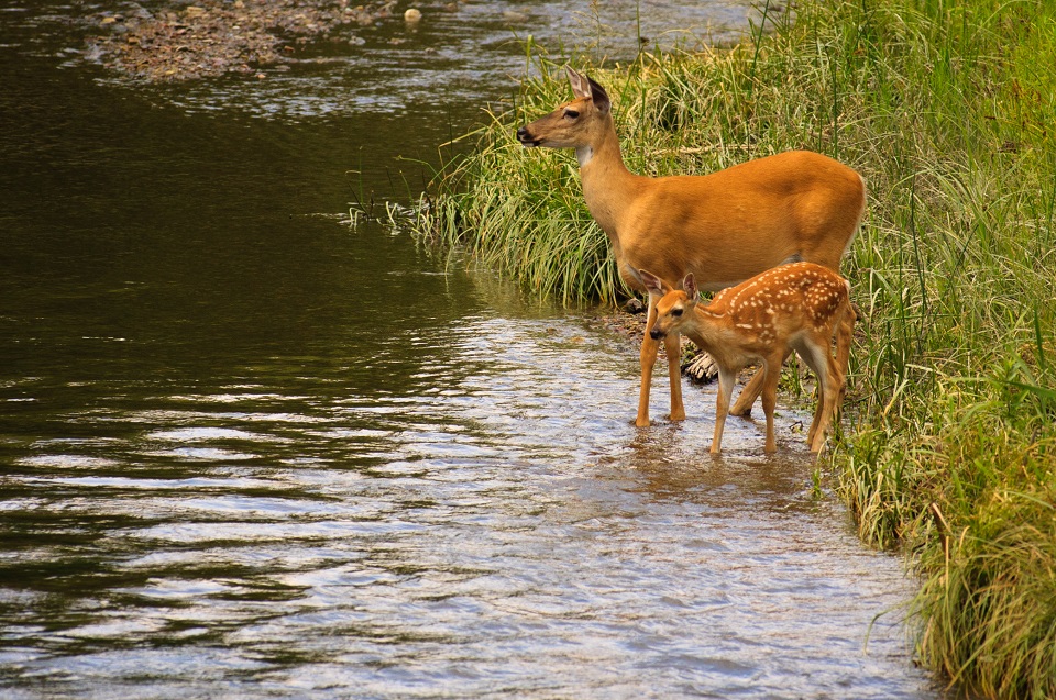doe with fawn