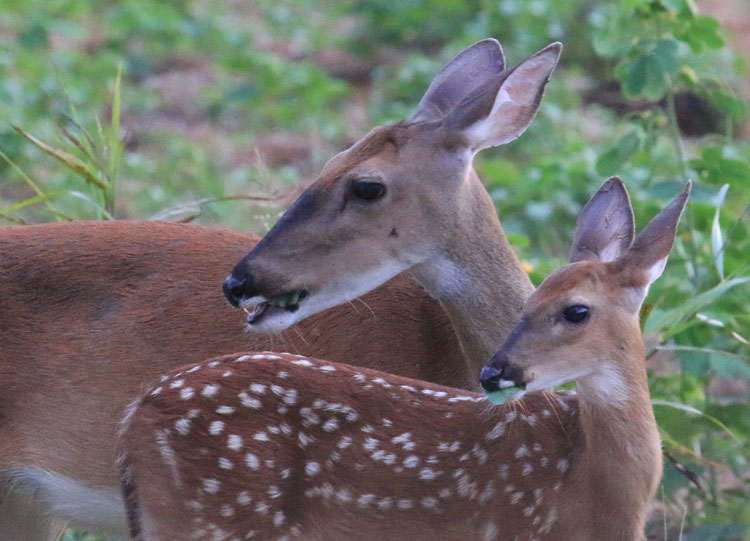 doe and fawn