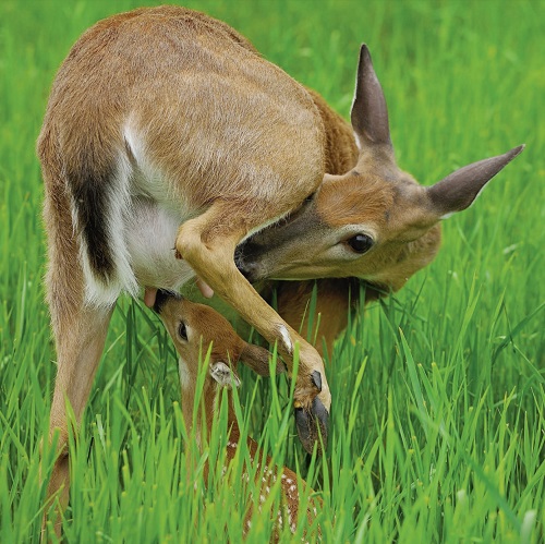 doe with fawn