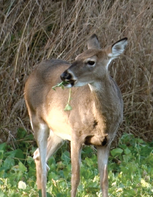 doe eating