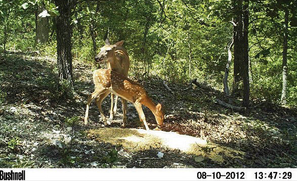 doe and fawn on game camera