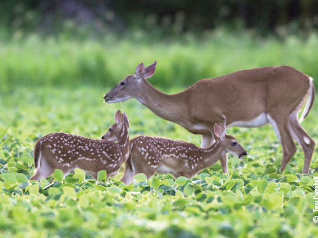 doe with fawns