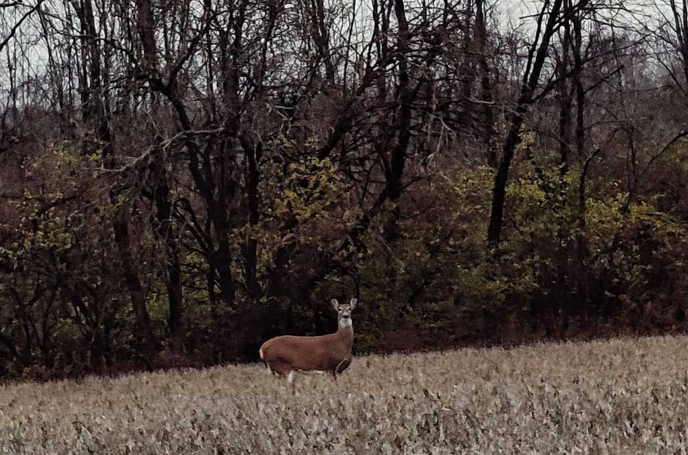 doe in the field