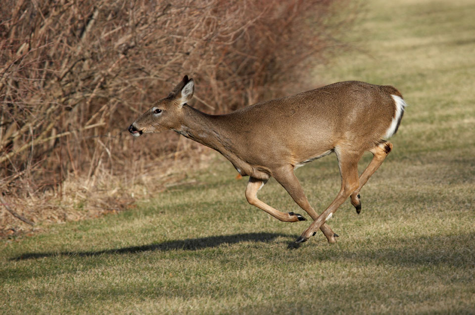 whitetail doe