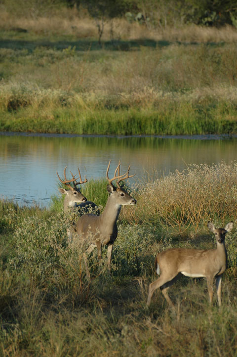 bucks with doe