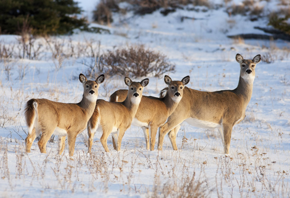 doe with three fawns