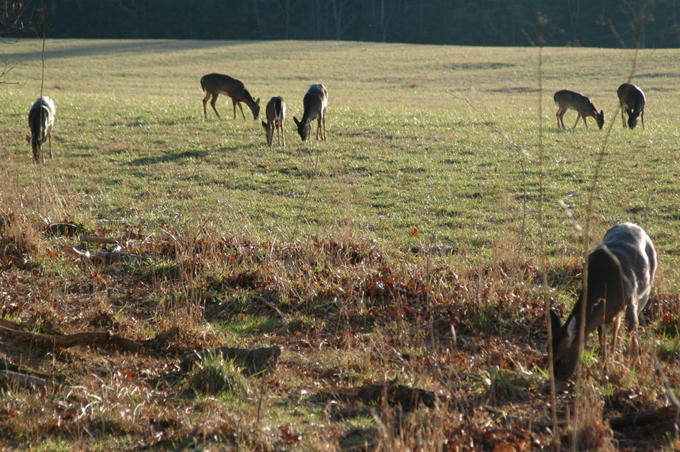 does in a field