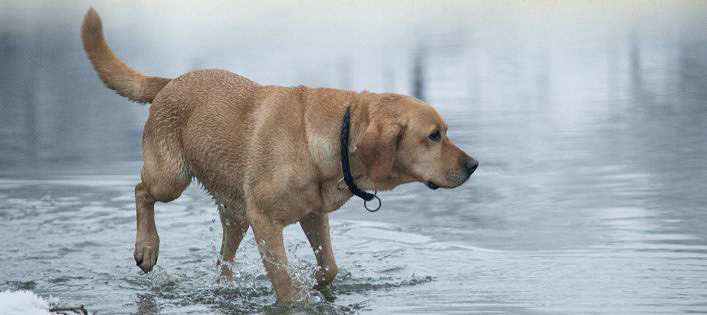 lab in cold water