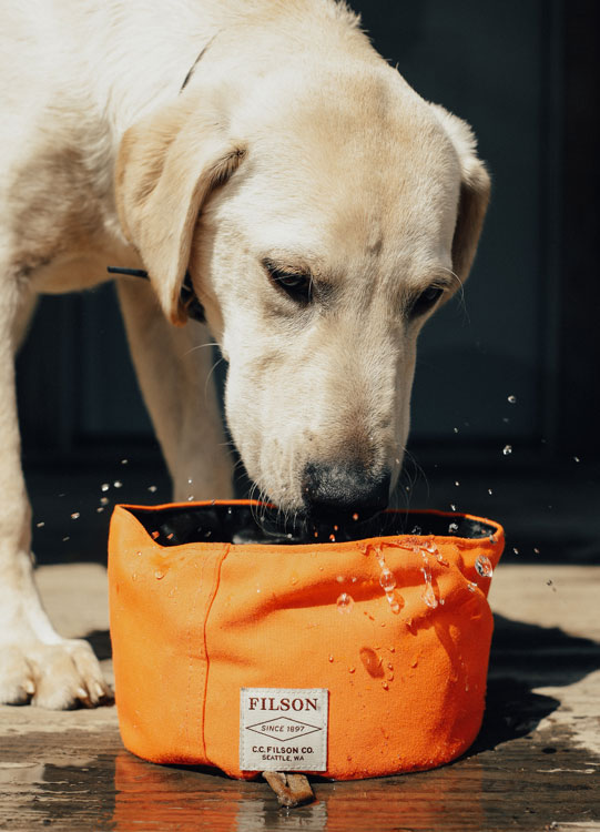 dog drinking out of collapsible bowl