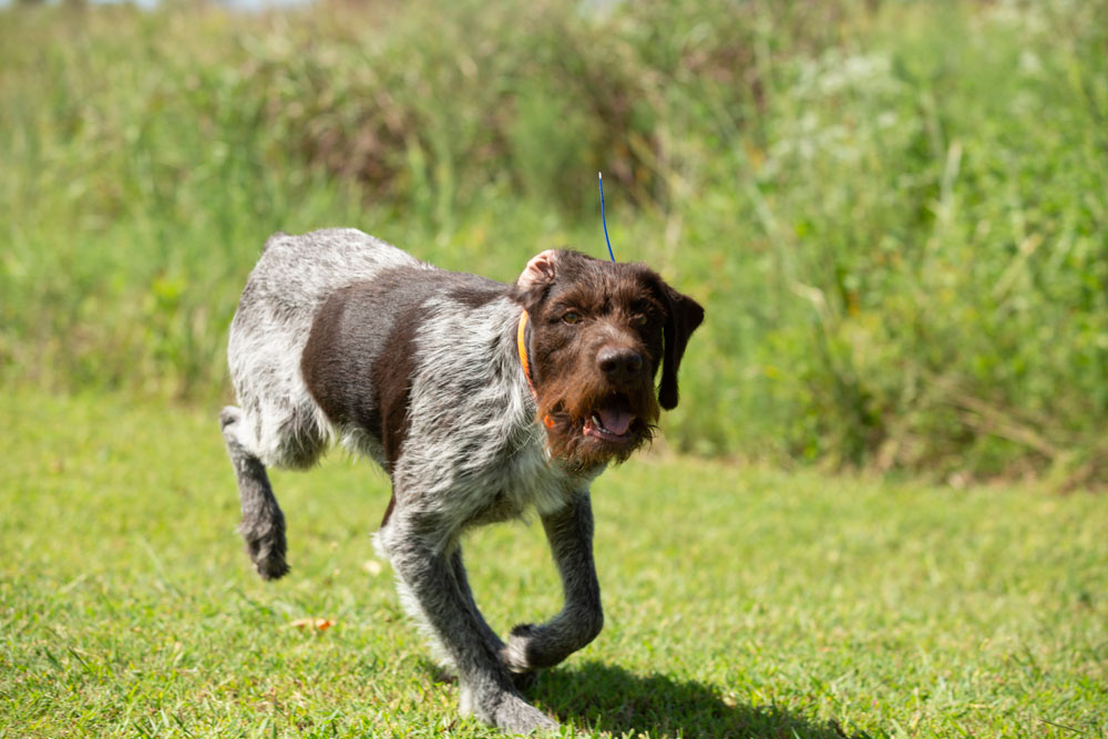 german wire-haired pointer