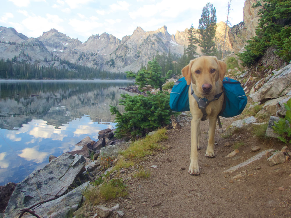 dog with hiking backpack