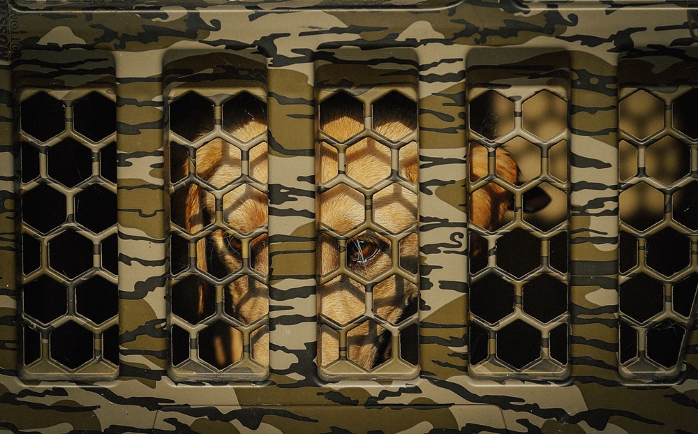 dog in transport kennel