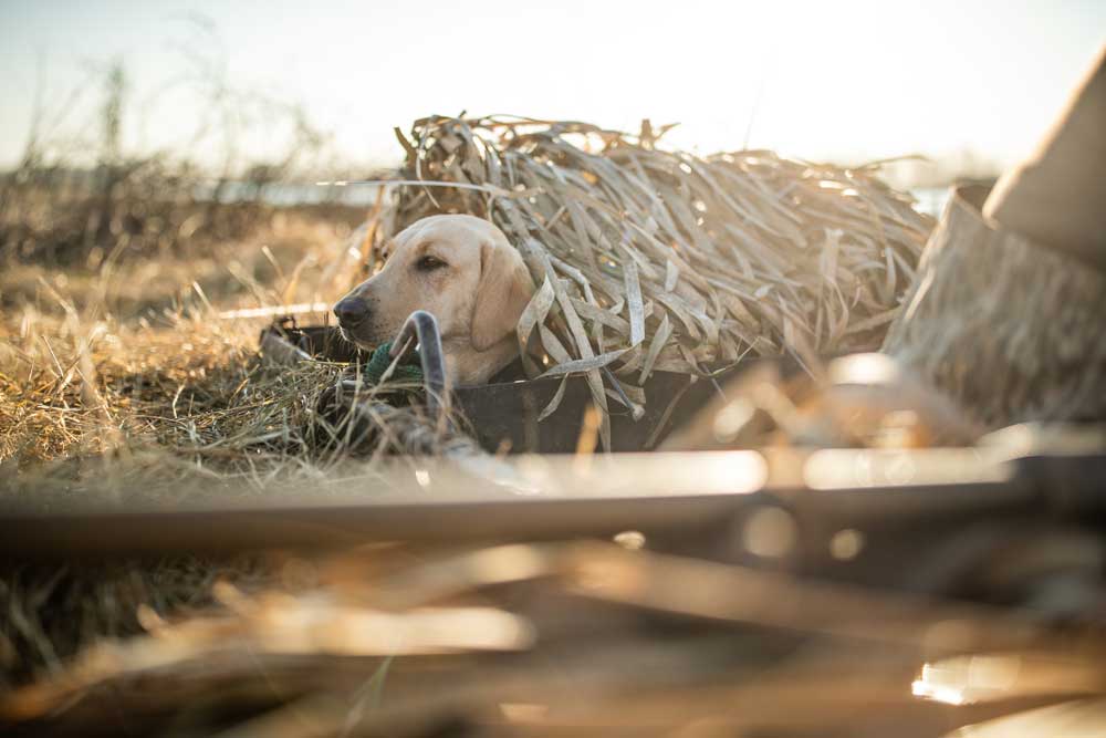 dog in duck blind