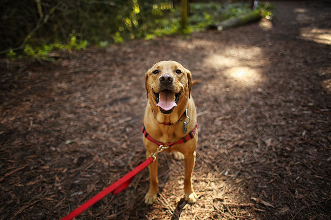 dog on a leash