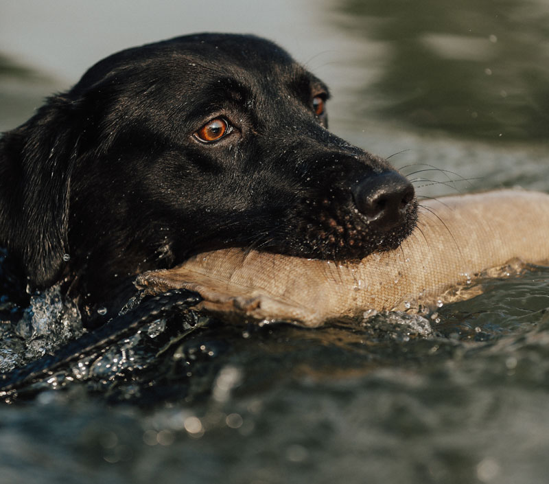 dog retrieving dummy