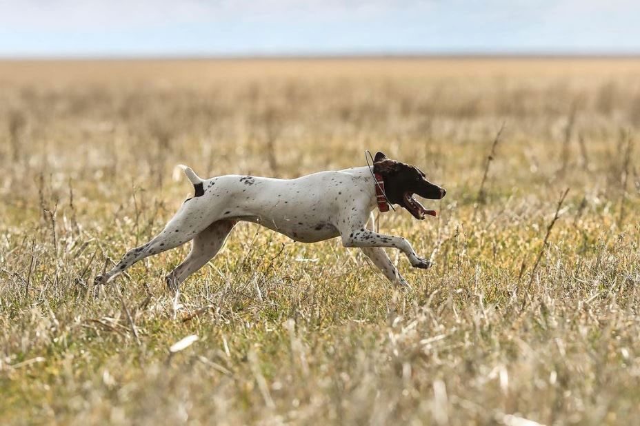 dog running