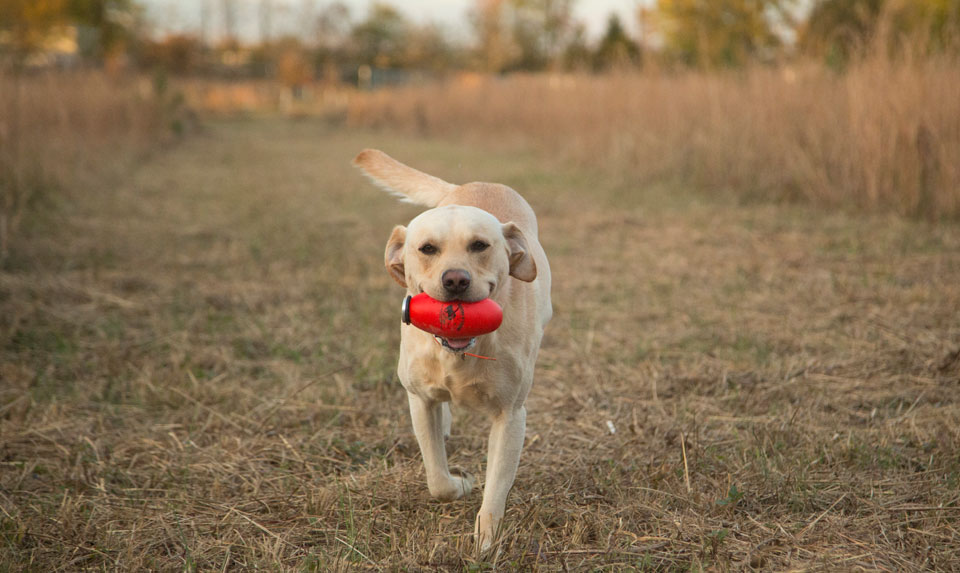 dog retrieving dummy