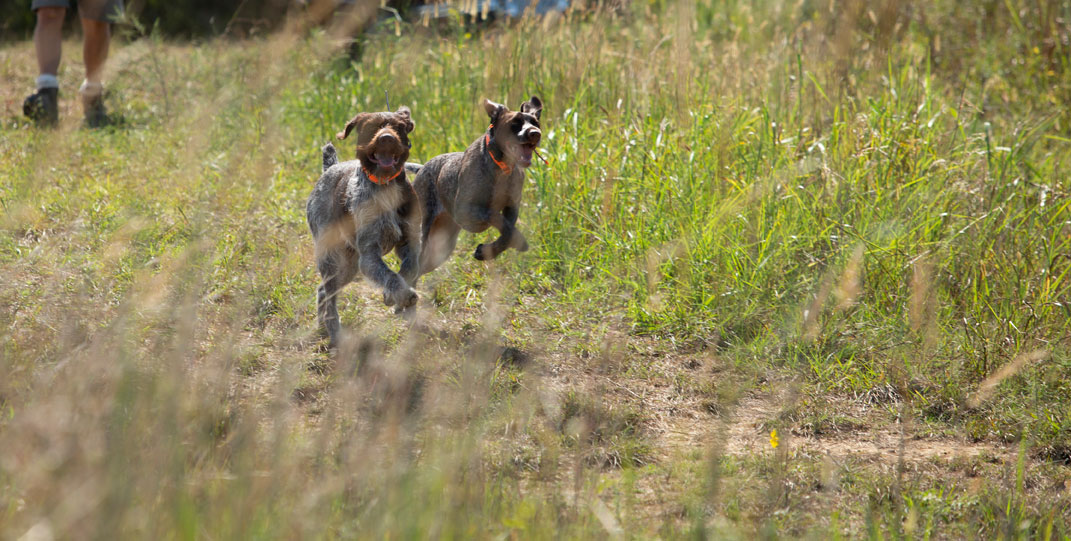 dogs on a trail