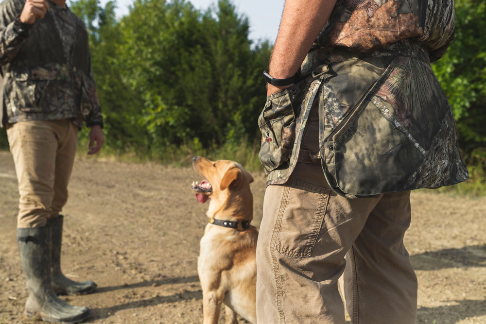 dove hunting dog