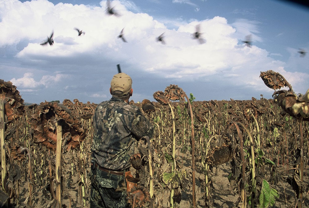 dove hunting