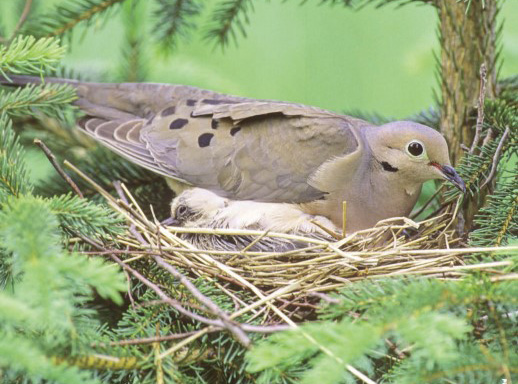 doves in nest
