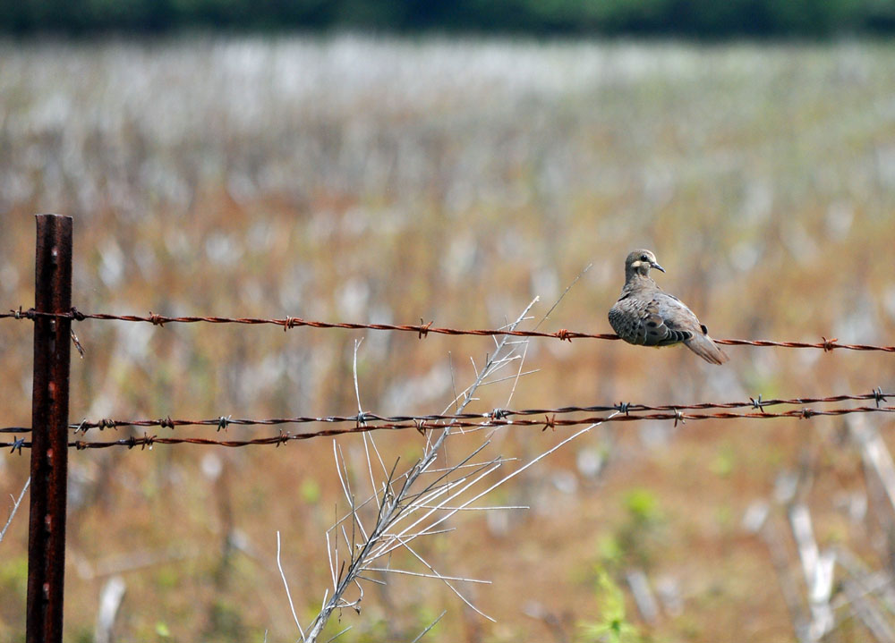 dove on a wire