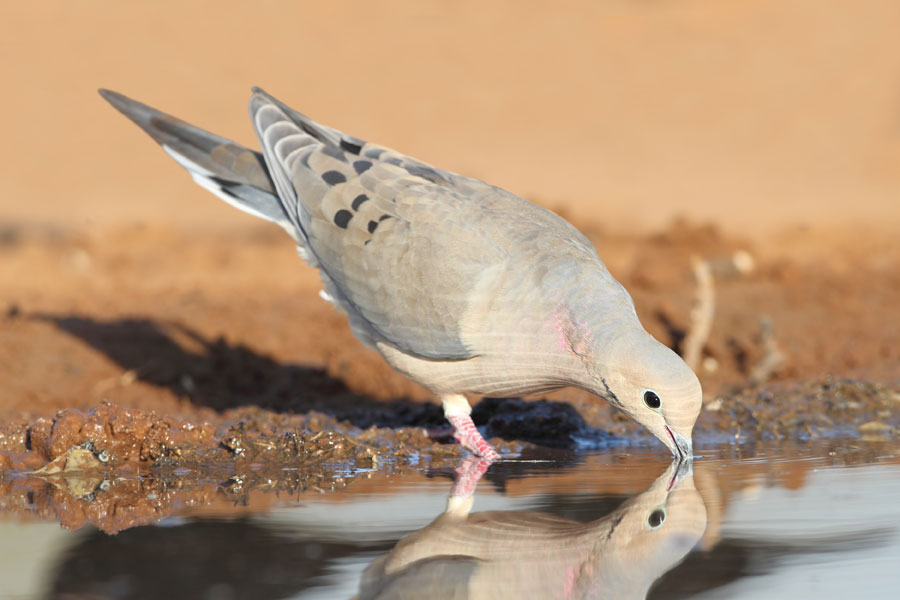 drinking dove