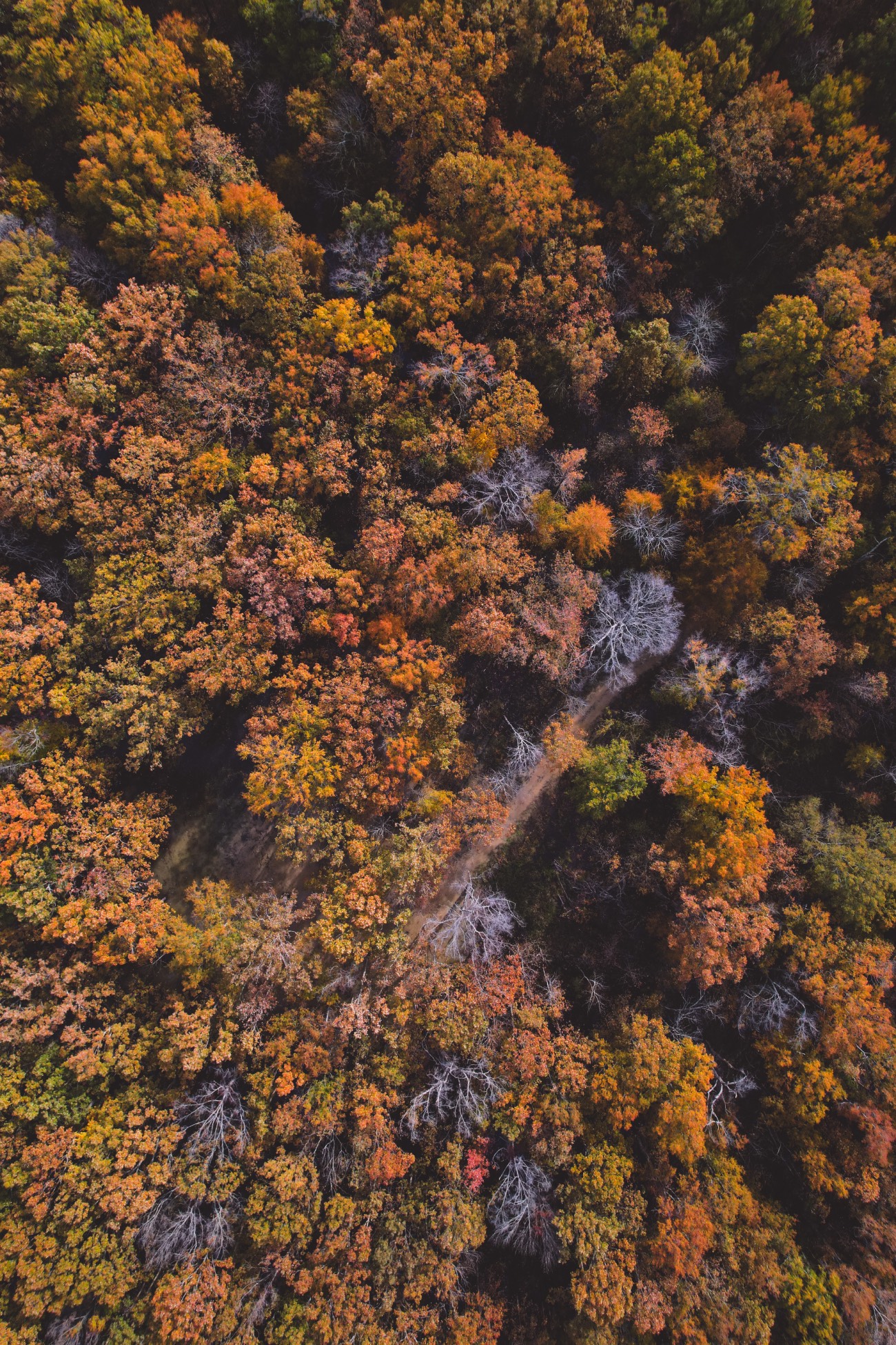 drone shot of fall woodlands