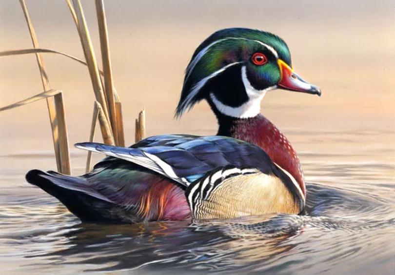 a wood duck sits on the water