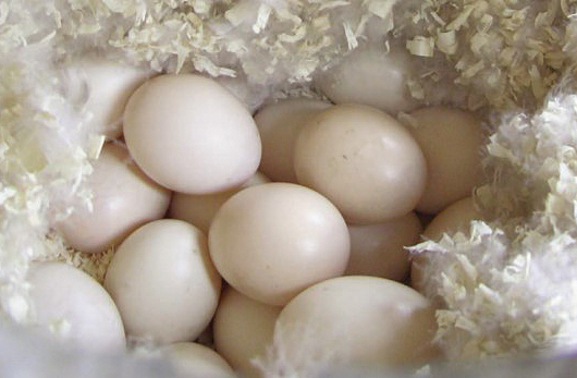 wood duck eggs