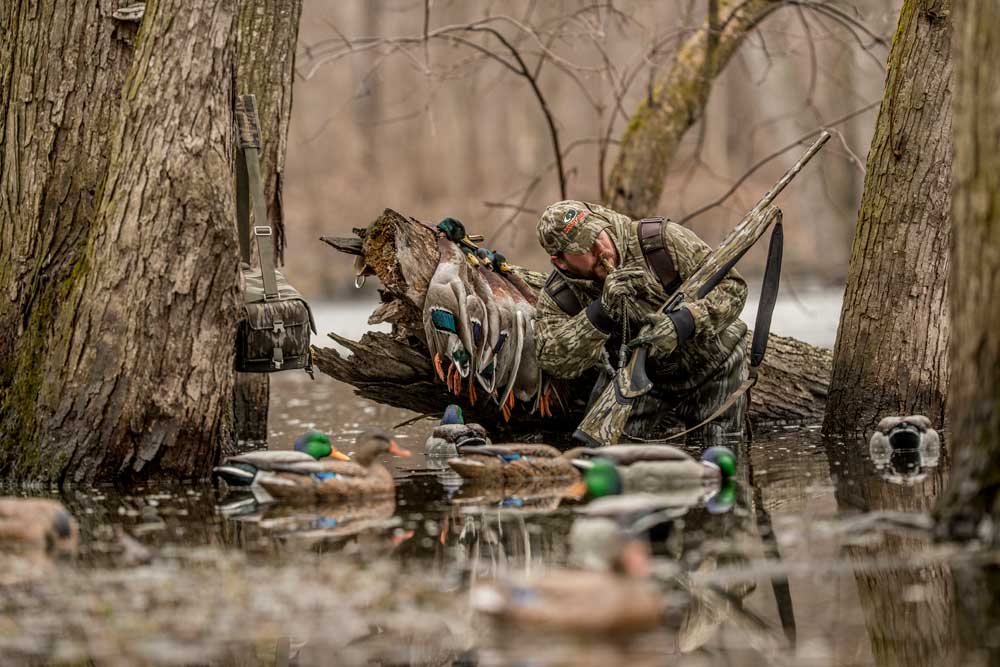 duck hunter with mallards