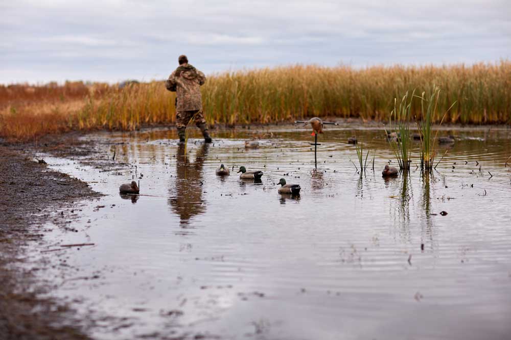 Tips for Setting Up Duck Decoys