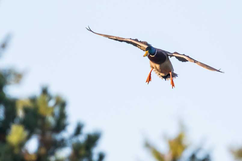 duck flying in