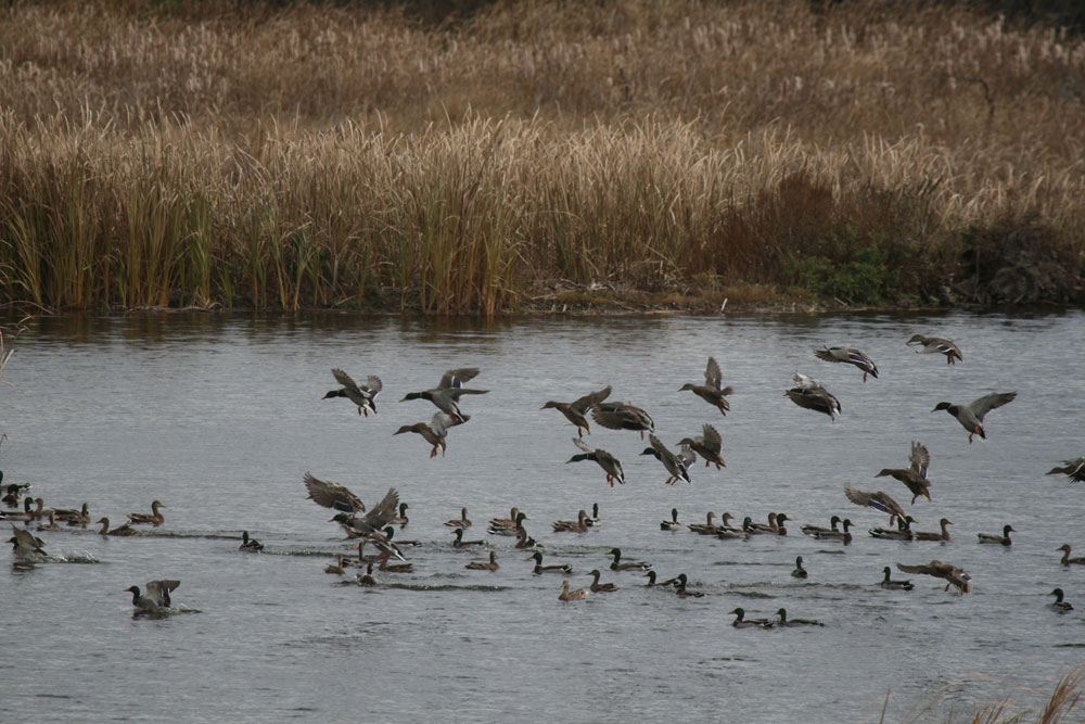 ducks landing in decoys