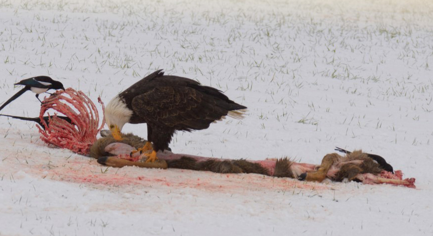 eagle on carcass