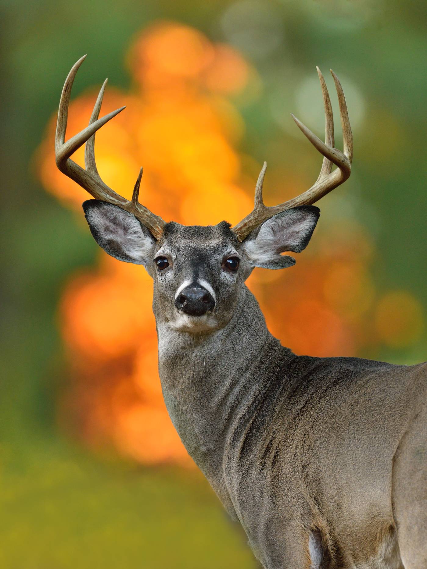 whitetail deer