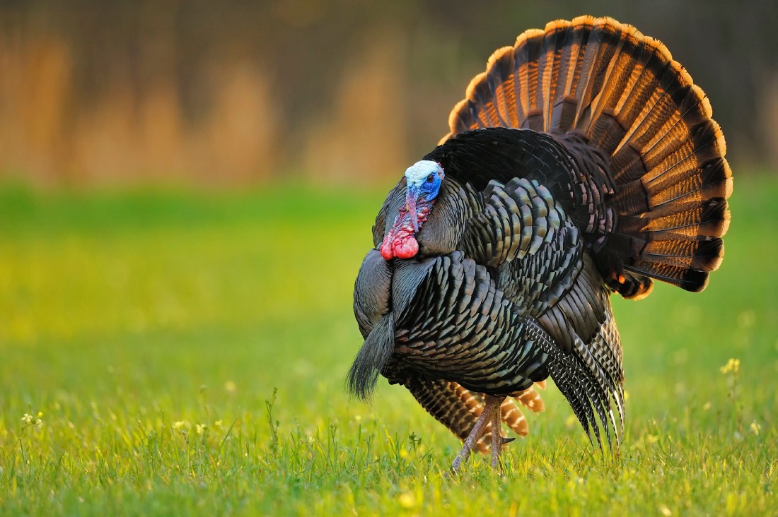 eastern wild turkey strutting