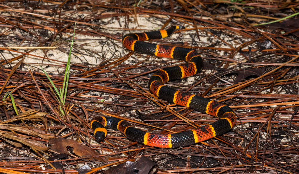 eastern coral snake