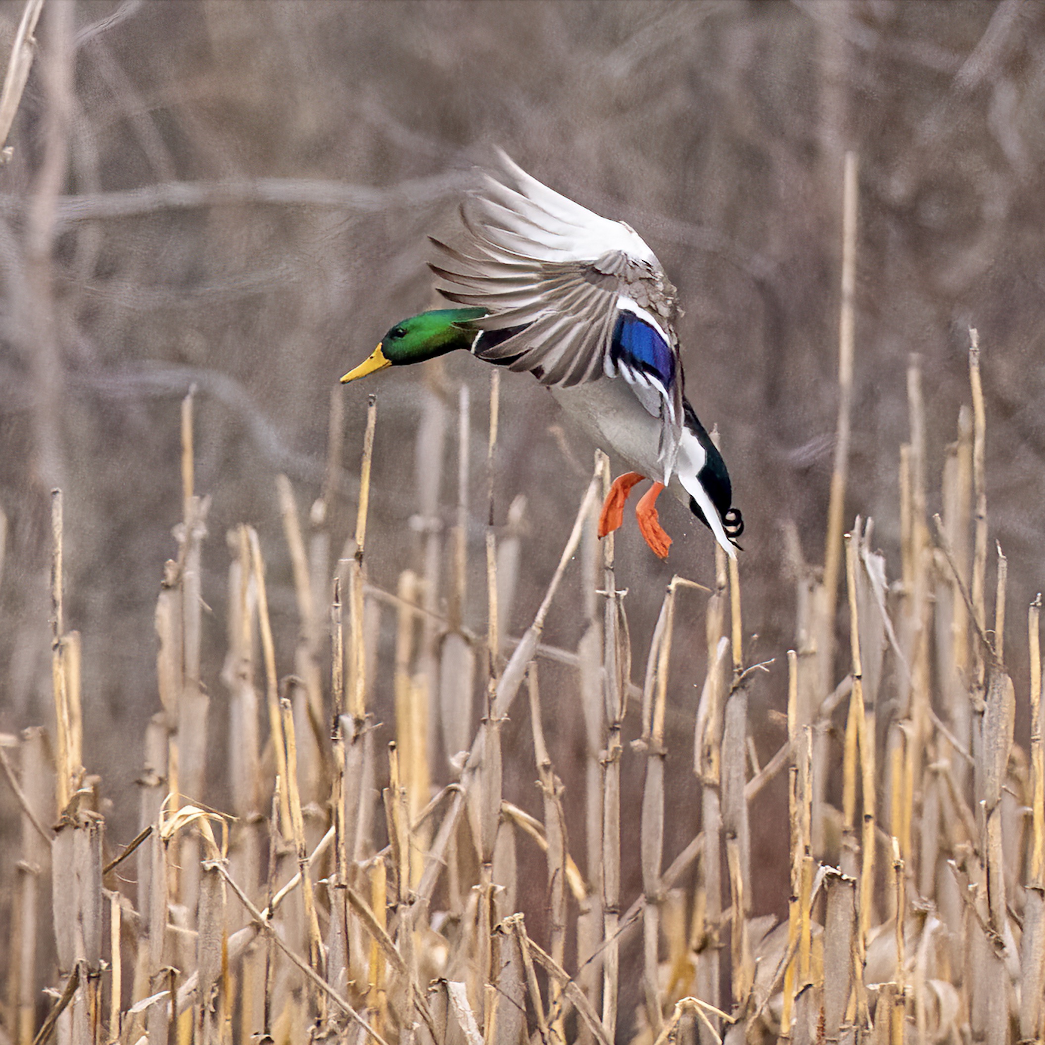 landing greenhead 